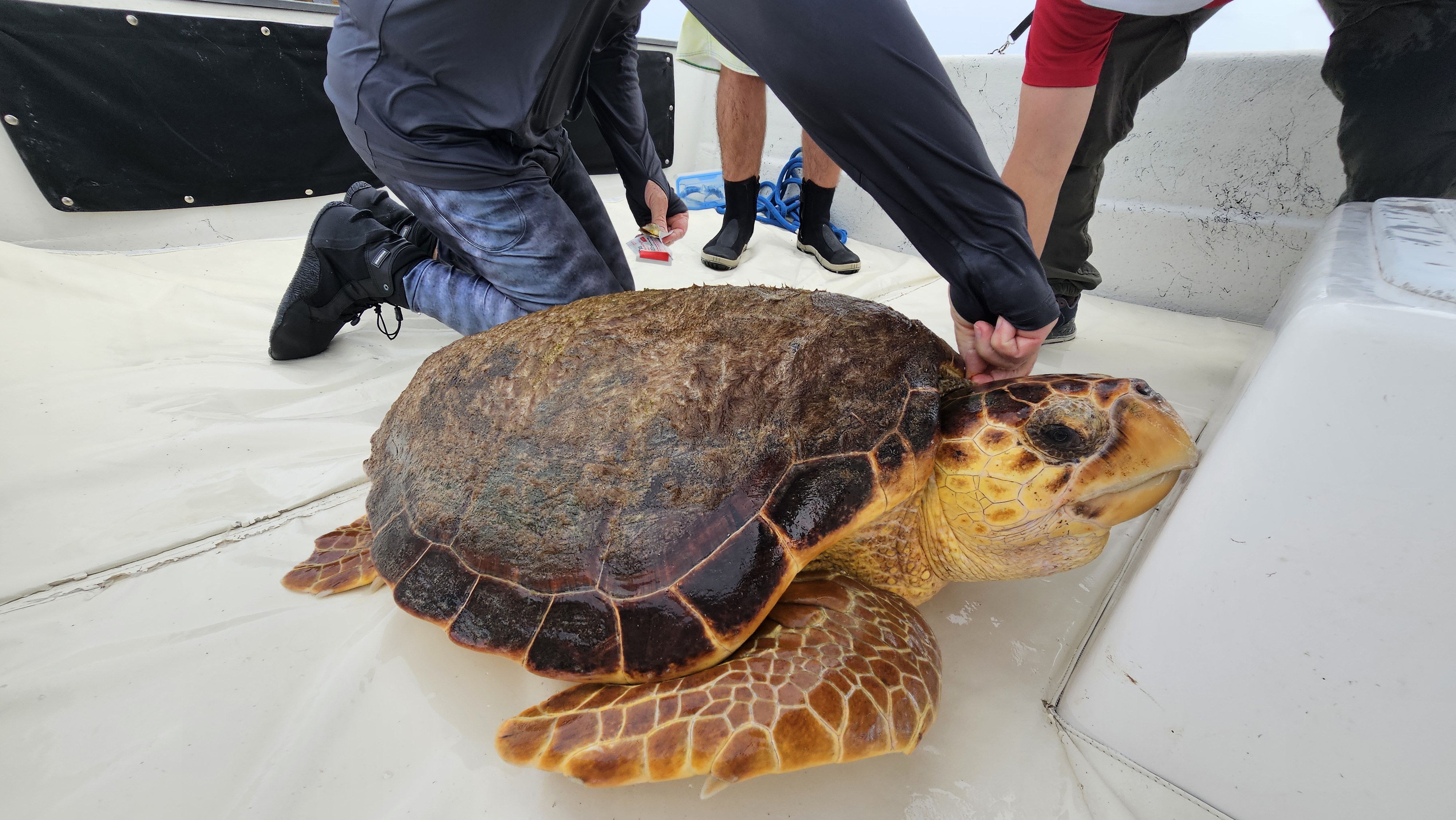 A large loggerhead sea turtle on the deck of the research vessel being processed by field crew